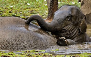 Elephant-conservation-Laos2