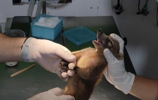 Guatemala-conservation-mission4