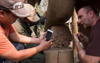 Laos-elephant-conservation