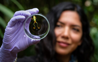 atelopus_sampling