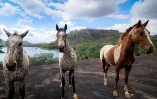 horse-riding-conservation-2
