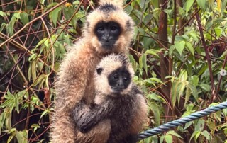 laos-wildlife-conservation4