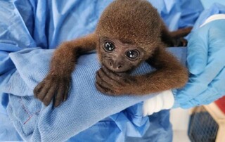 peru-conservation