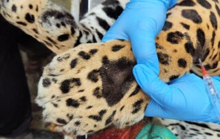 peru-wildlife-conservation3