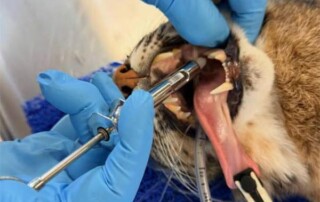 wildlife-dental-conservation