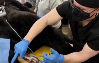wildlife-dental2