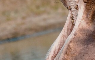 wildlife-dental3